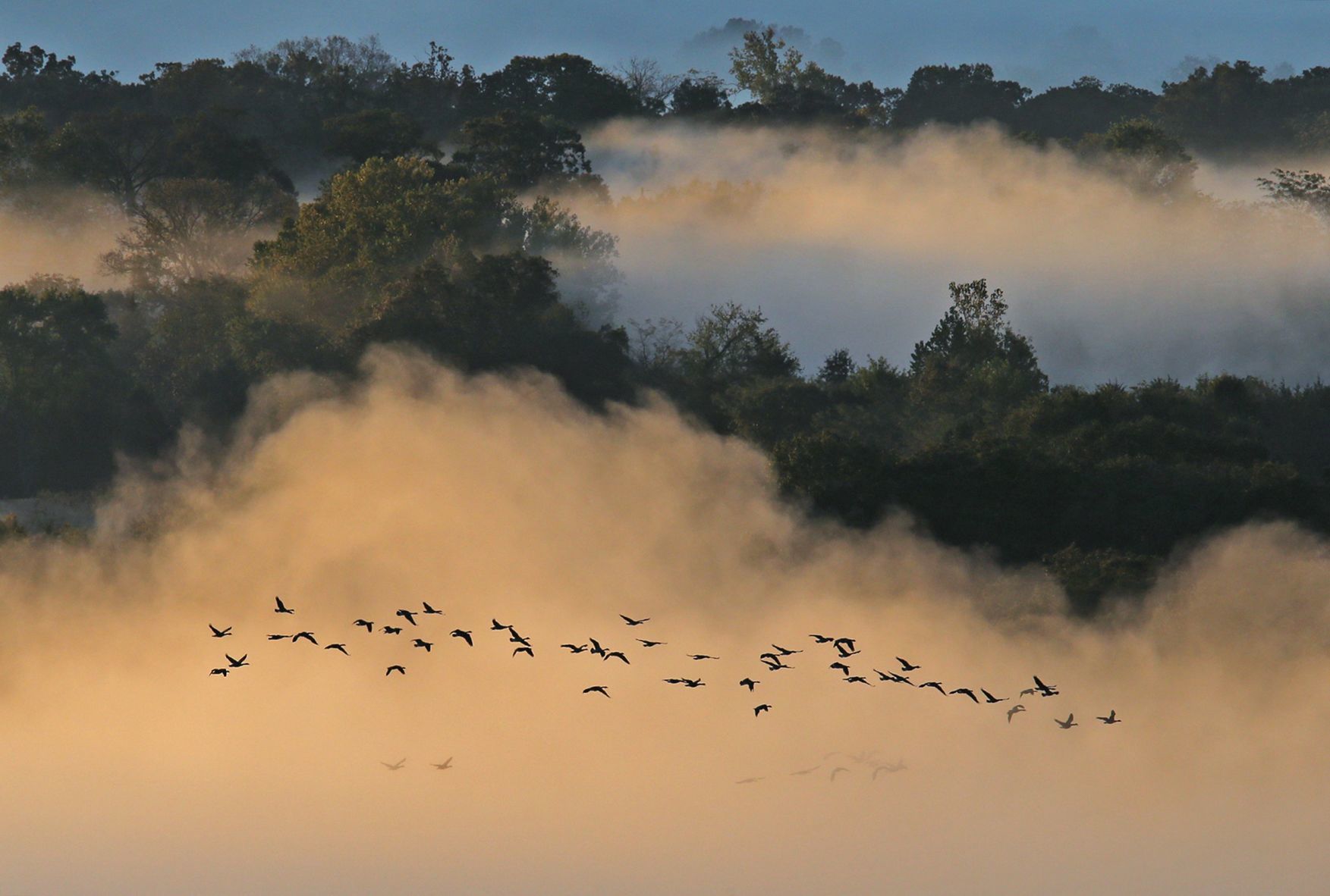 Canada geese are starting to migrate south
